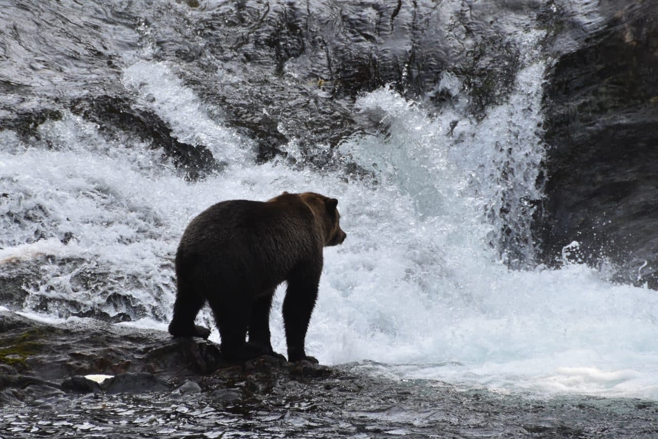 brown bear forest — φωτογραφία αρχείου · Forest Service Alaska Region, USDA / Public domain, μέσω Wikimedia Commons